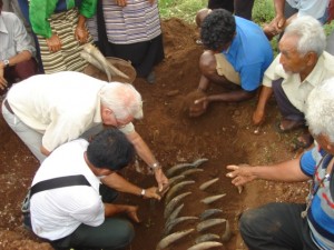 Burying the cow horn for BD 500